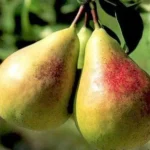 Зимний сорт груши Наталка. Сочный, сладкий, устойчив к болезням