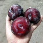 Слива Анжелино - Зображення 2