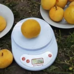 Слива То че сан - Зображення 2