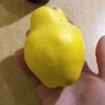 Айва грушевидная. Пример урожая
