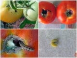 Хлопковая совка и фото поражения томатов хлопковой совкой
