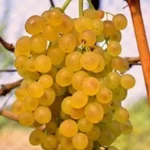 Виноград кишмиш Коктейль среднего срока созревания Пример урожая сорт Коктейль кишмиш