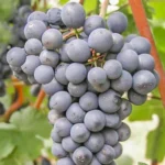 Виноград винный технический сорт Дунай. Пример урожая сорт виноград Дунай