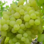 Виноград кишмиш бессемянный сорт Ниагара