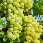 Пример урожая винограда сорт Прима Украины