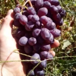 Столовый виноград сорт Клубничный. Пример урожая сорт Клубничный