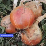 Лук-севок Августа тыканка озимый Пример урожая Onion Augusta