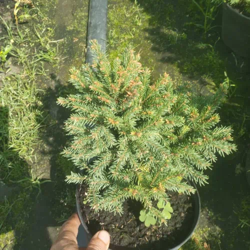 Ель Барри