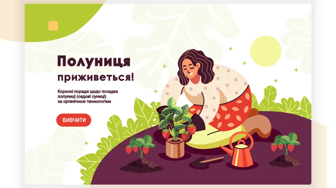 Інструкція з посадки розсади полуниці з органічної технології. Стаття