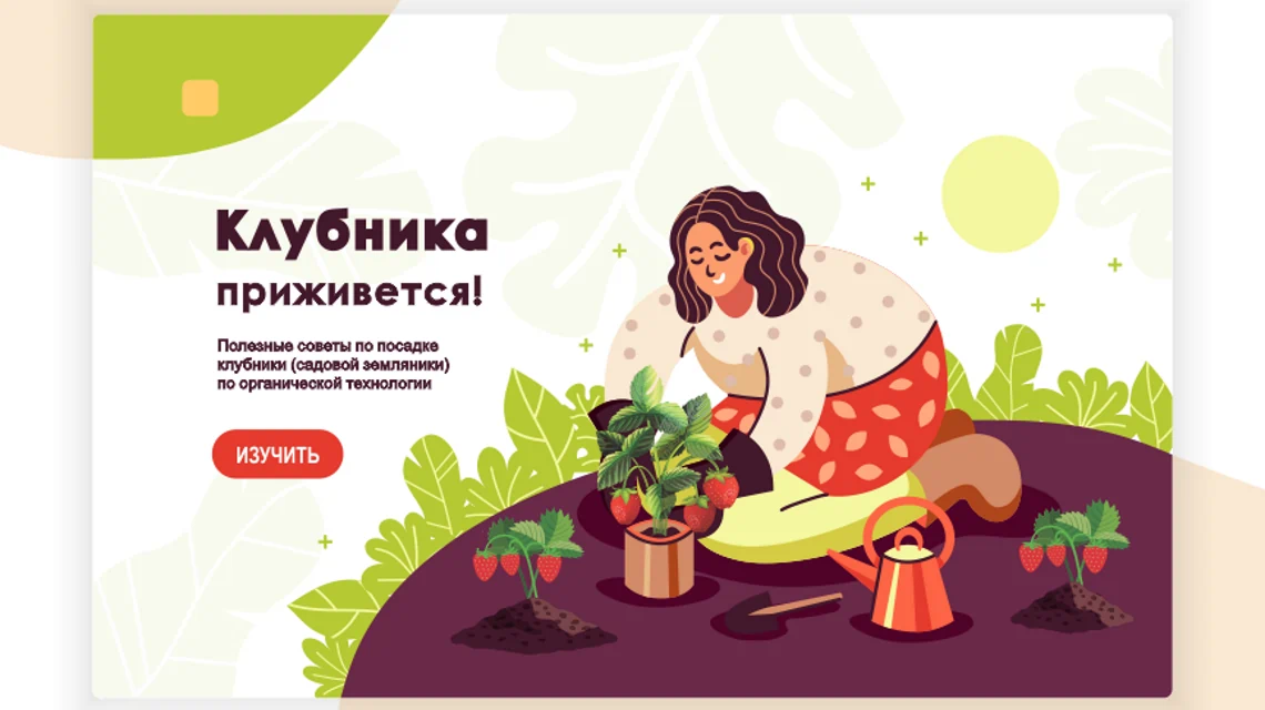 Инструкция по посадке рассады клубники по органической технологии. Статья