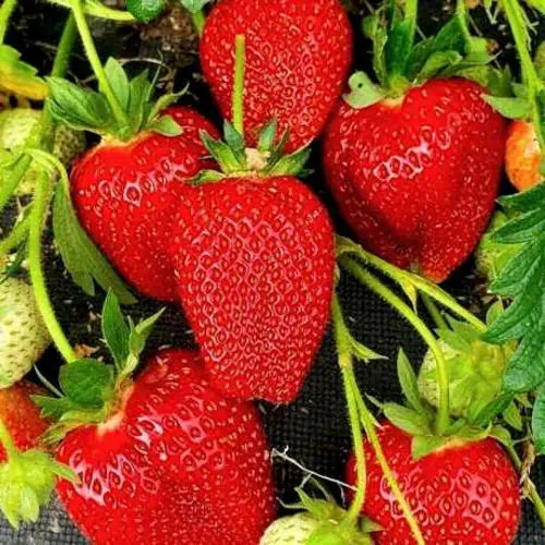 Клубника сорт Альбион нейтрального светового дня