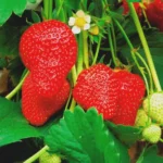 Клубника сорт Аромас нейтрального светового дня