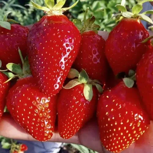 Клубника сорт Лючия короткого светового дня