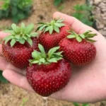 Клубника сорт Мальвина