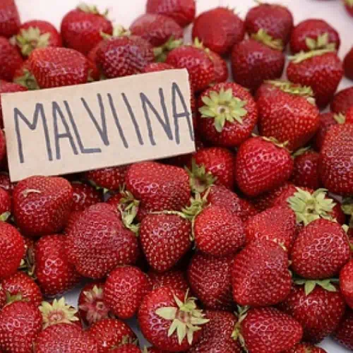 Клубника сорт Мальвина