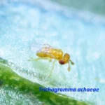 Trichogramma achaeae Трихограмма Ахея