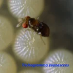 Trichogramma evanescens от луговых и стеблевых мотыльков