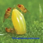 Trichogramma evanescens от многих видов совок хлопковая, гороховая, огородная, озимая, восклицательная, картофельная и т.д.