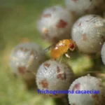 Trichogramma cacaeciae от яблоневой плодожорки