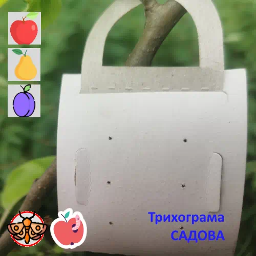 Трихограмма Кацеция от плодожорки САДОВАЯ Trichogramma cacaeciae