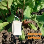 Карта з трихограммой от совки на свекле