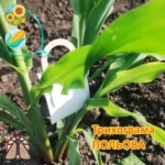 Trichogramma evanescens Трихограмма Эванесенс от стеблевого и лугового мотылька 2-х сроков отрождения