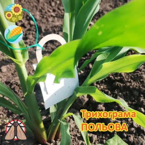 Trichogramma evanescens Трихограмма Эванесенс от стеблевого и лугового мотылька 2-х сроков отрождения