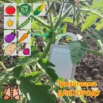 Trichogramma evanescens Трихограмма Эванесенс от многих видов совок хлопковая, гороховая, огородная, озимая, восклицательная, картофельная 2-х сроков отрождения