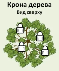 Схема расселения Трихограммы Кацеция (Trichogramma cacaeciae) на дереве