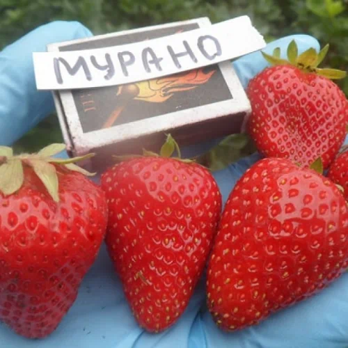 Клубника сорт Мурано Murano нейтрального светового дня