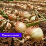 Пример урожая лука Сеншуй Senshu Yellow озимый