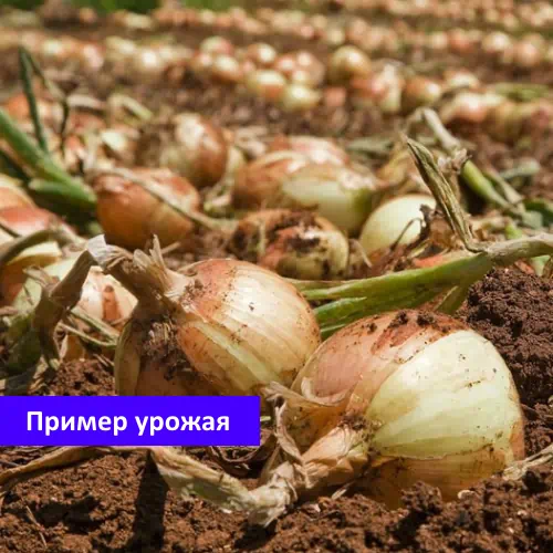 Пример урожая лука Сеншуй Senshu Yellow озимый