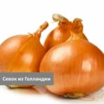 Лук-севок Сеншуй Senshu Yellow тыканка озимый