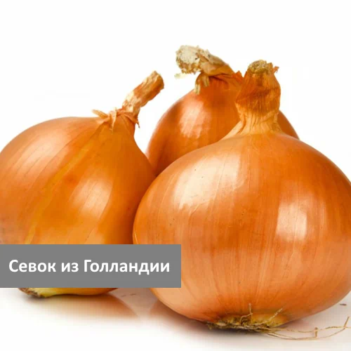 Лук-севок Сеншуй Senshu Yellow тыканка озимый