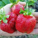 Клубника среднепозднего сорта Кэбот