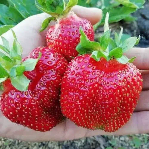 Клубника среднепозднего сорта Кэбот